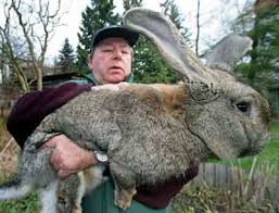 Although the rabbit depicted