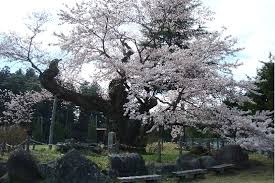 上杉謙信の逆さ桜