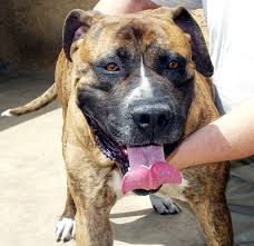  x26quot Rex x26quot is a  Tosa Inu   who is loving