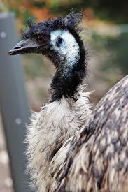 Emu (Dromaius
