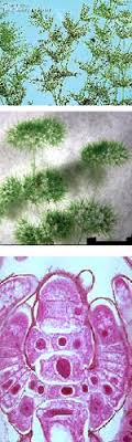Upper Chara sp middle Nitella sp
