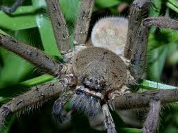 unidentified huntsman