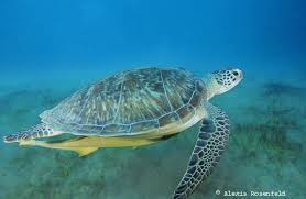 tortue pronunciation