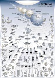 Evolution | The Big Picture - via Daymix