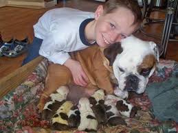 English Bulldog - via Daymix