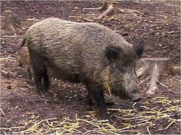 Wild Boar