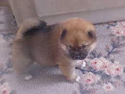       Shiba   Inu puppy