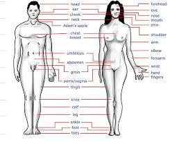 Name of our body parts - via Daymix