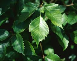Treat Poison Ivy