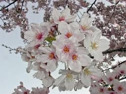 4月15日朝のサクラ