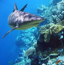 Sharks fighting for life - via Daymix