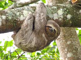 Smiling Sloth hanging from a
