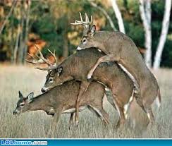   Animal mating  