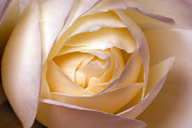 A white rose is a potent symbol