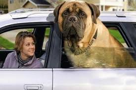 http big  bull    mastiff      