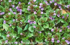Ground ivy