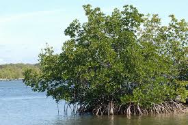 mangrove - via Daymix