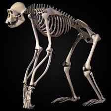 Chimpanzee skeleton 3D Model - via Daymix
