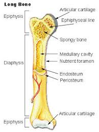 Long Bones