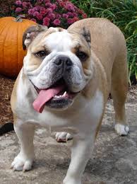 loved English Bulldogs. - via Daymix