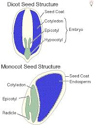 Seed Germination - via Daymix