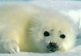 Seal Picture 1