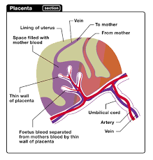 Placenta - via Daymix