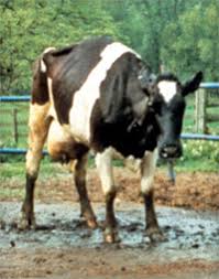 Mad Cow Disease - via Daymix