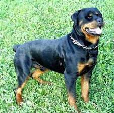   rottweiler   dog