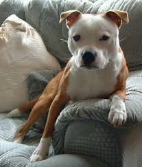Pit  Bull Terrier   vs Porcupine