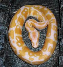 Albino Ball Python, Python - via Daymix