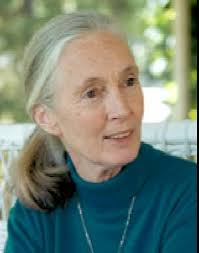 Jane Goodall - via Daymix
