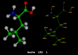 Leucine x26middot LEU
