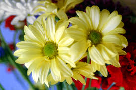 http://www.photo-templates.com/Free_Downloads.htm