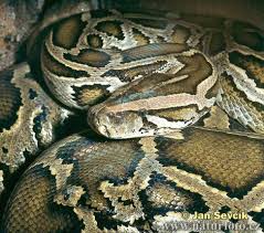 The Burmese python is one of - via Daymix