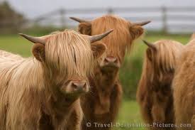 Cute Cows - via Daymix