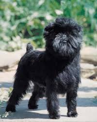   Affenpinscher  