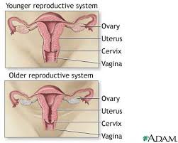  Menopause 
