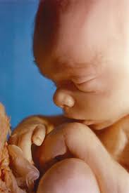 Week 17 The  baby   can have dream    