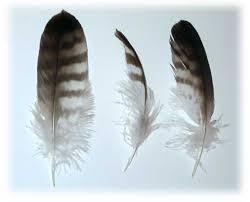 A pound of feathers or a pound - via Daymix