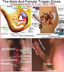       anal   tailbone muscular orgasms 