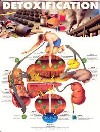 detoxification