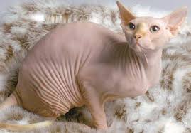 Hairless cats