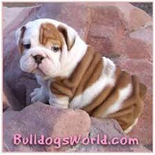 bulldogs, - via Daymix