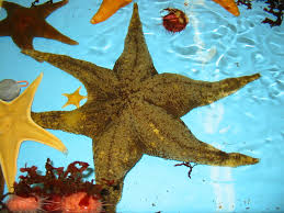 Beautiful Starfish