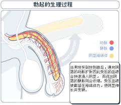 阴茎勃起的过程