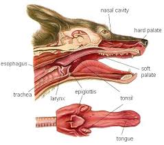 mouth