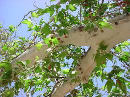 <b>platanus</b>_wrightii.jpg