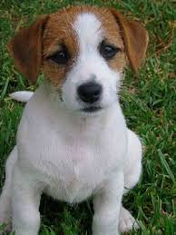 Jack Russell Terrier Puppy Jack
