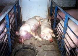 (Pig - Factory Farming - 02)